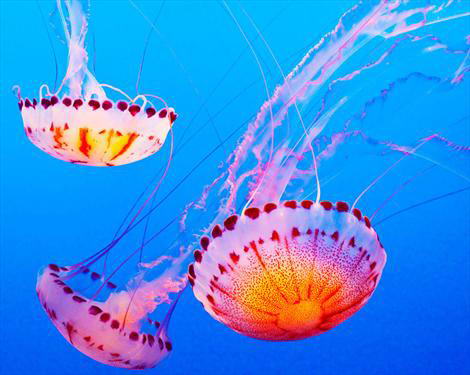 Медузы подплыли к Коста дель Соль
