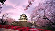 Российские туристы активно бронируют авиабилеты на цветение сакуры в Японии