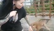 Укушенную обезьяной петербурженку на Пхукете отправили в СИЗО