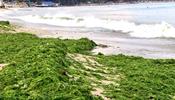 Тонны водорослей забили пляжи Болгарии