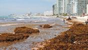 Карибские пляжи Мексики проигрывают битву водорослям